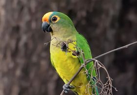 peach fronted conure for sale