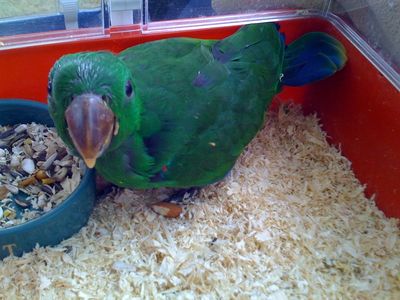 eclectus parrots for sale in florida