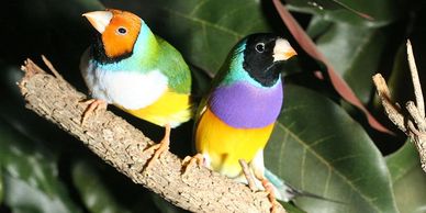 gouldian finches for sale 
