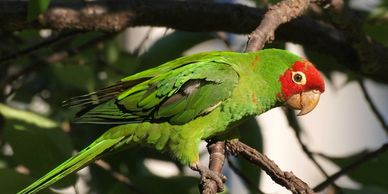red masked conure for sale