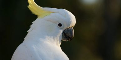 sulphur crested cockatoo for sale