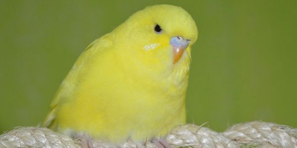 yellow quaker parrots for sale