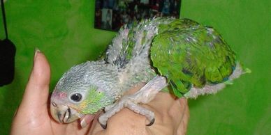 amazon parrot for sale
