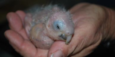 baby macaws for sale