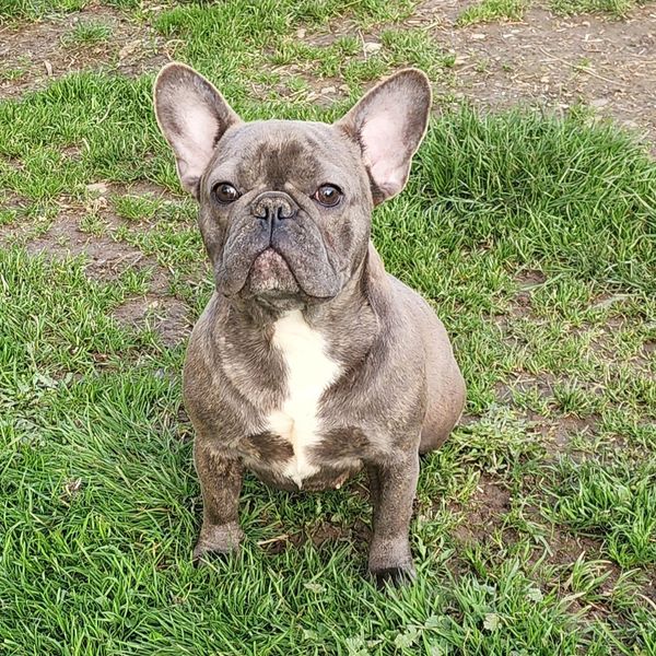 Maximus Blue one of our top Studs