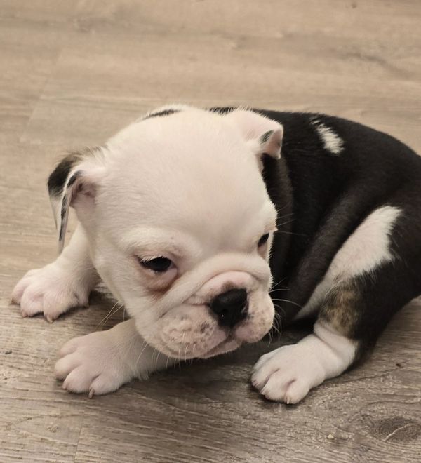 BLACK AND WHITE ENGLISH BULLDOG MALE PUPPY