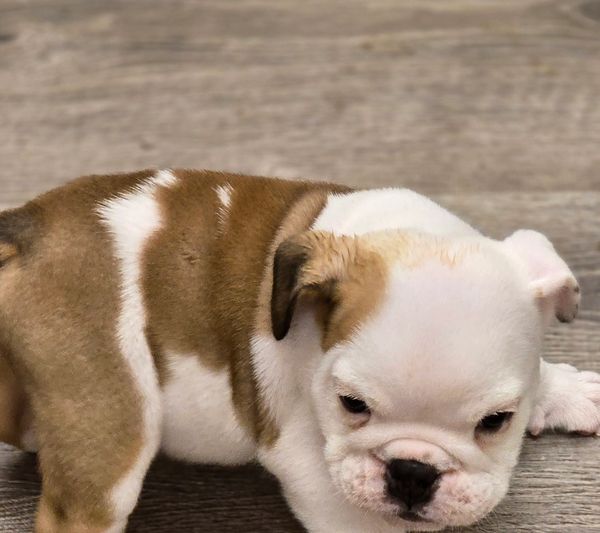 Pied English Bulldog male $3400