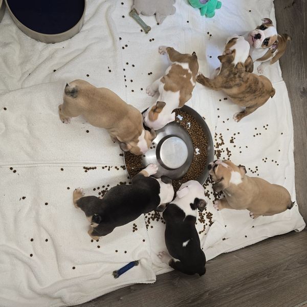 Four English males. One Black and white, one red brindle, one red pied and one chocolate, fawn and w