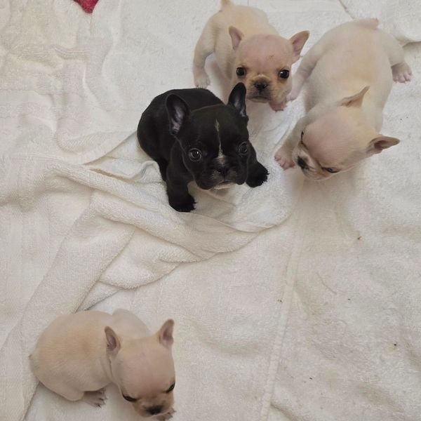 FEBRUARY 2026 PUPPIES. ALL GIRLS