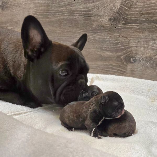 Tippy and her new puppies born March 9th 2026