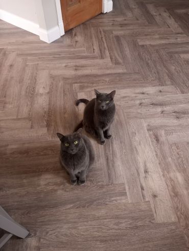 The beautiful grays now live in Hawaii.