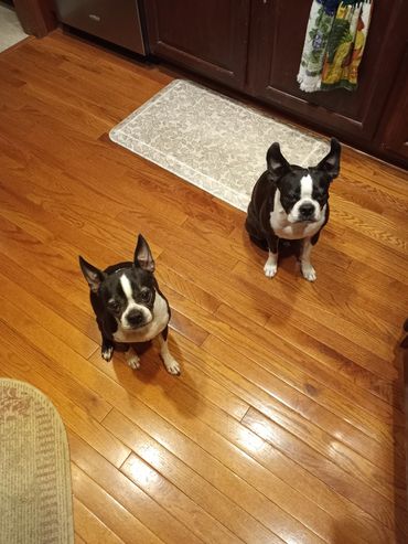 Soleil & Louis waiting patiently for their treats.