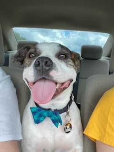 Bernie wearing a bowtie.