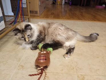 Kulani, the sweetest cat.