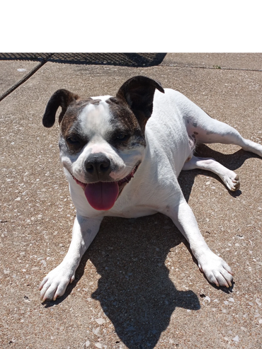 Bernie basking in the sun