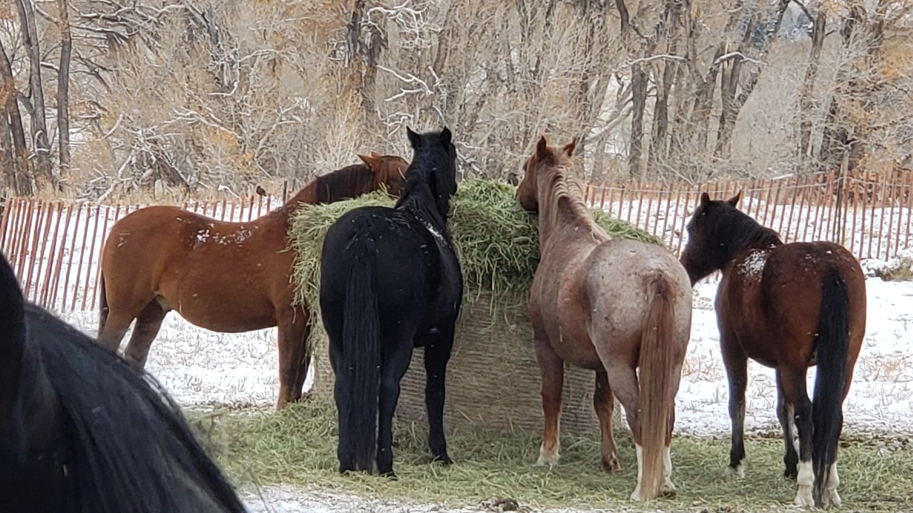 Horses on Hay Bale