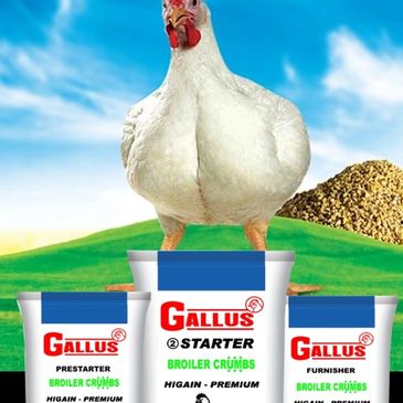 Growvet Feed | Poultry Feed | Gallus Feed | Growvet Poultry Feed | Gallus Poultry Feed |