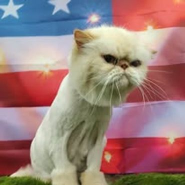 Cat Grooming
Lion cut