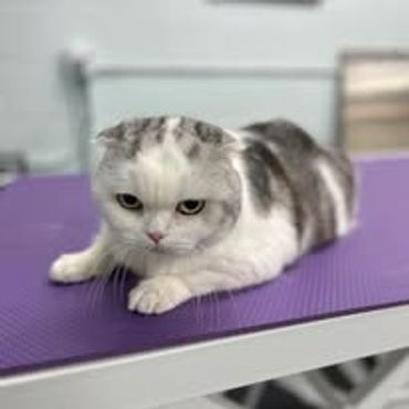 Scottish Fold Cat
Cat Grooming