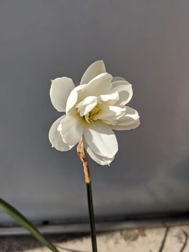 The Findern Flower, Narcissus Poeticus Flore Plen
