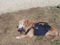 Help an older dog outside, even dogs with arthritis or vestibular disease, DM, or Wobblers syndrome. Weak dogs, senior dogs, and other pets with trouble walking can use our support harnesses to get up, out, and around.