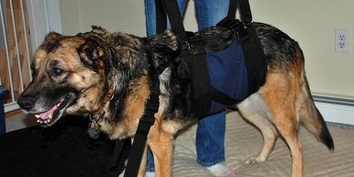 Large Get-a-Grip Harness for helping older, weak, or arthritic dogs overcome mobility challenges. Help Em Up and out, up and down stairs, and into your car.