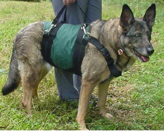 Blind Dog, German Shepherd, Large Dog in Dog Harness for helping dog walk, or lifting dogs up. 