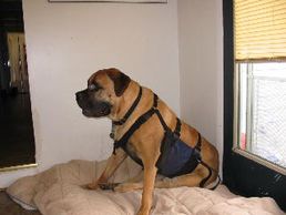 He weighs 180 lbs, and you want to move him with a towel? Get-a-Grip Dog Harness on a Large Mastiff. Lift and Assist your large breed dog after injury or surgery. Help a dog walk with our sturdy, durable support harness.