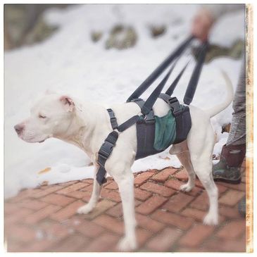 Dogs with balance problems like Wobblers Syndrome can use our Get-a-Grip Dog Harness to aid mobility