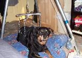 A large, paralyzed Rottweiler is supported in his Suit with a modified game hoist to help him stand. Dogs with Wobblers or Arthritis get the support they need with a custom Support Suit Dog Harness.