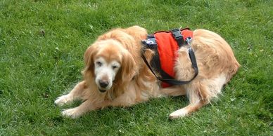 No need to crouch or strain your back while you help your geriatric dog outside or up a ramp, with an AST Suit. Each Support Suit dog harness comes with a set of clip on adjustable handles.