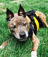Help your dog outside with the sturdy support of our custom Support Suit dog harness, a great way to help a disabled dog walk. Lift and Assist your senior pet.