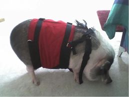 Need to help a potbelly pig down a flight of slippery stairs? We build custom Support Suits for pigs! Support Suits wrap around the torso, so you don't need to thread the head or legs through loops of strap.