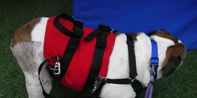 Help a dog during recovery from CCL or TPLO surgery, or to get across a slippery floor at the veterinary office. Dogs with hip dysplasia can benefit from the full body support our dog harnesses provide.