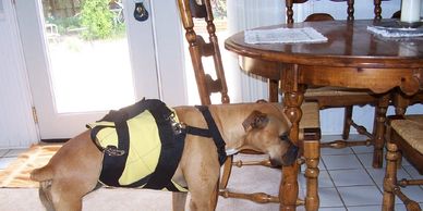 Three legged dogs, or Tripawds, often need additional support to aid mobility and maintain balance. Help your dog recover from injury or veterinary surgery with this veterinarian approved lifting harness. Unlike Ruffwear Harnesses, the support is underneath the torso, to provide lift and support to help you help your pet.