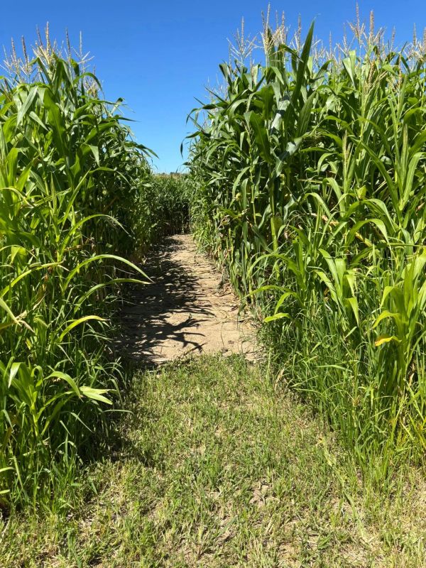 Pathway through a tall cornfield under a clear blue sky.