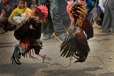 sabung ayam bali