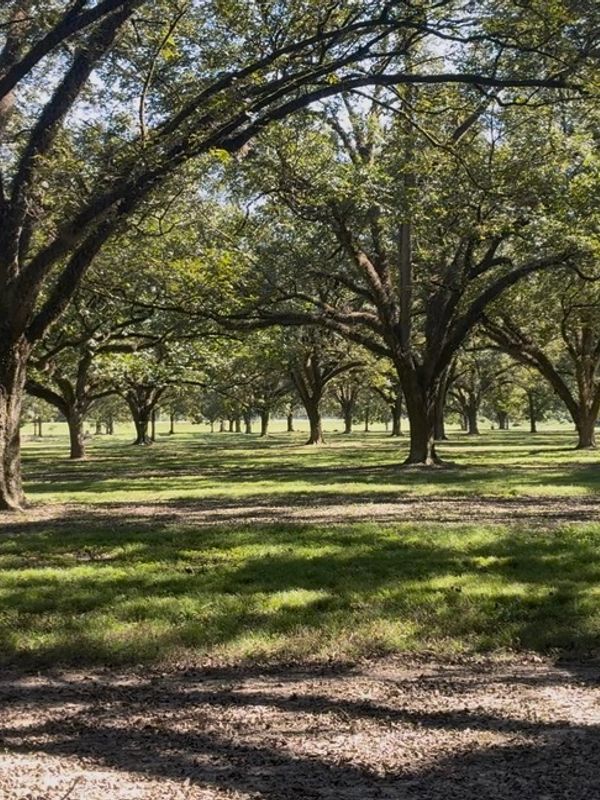 A sunlit grove of large trees with sprawling branches and green grass.