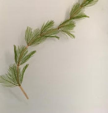 BAD - Eurasion Watermilfoil