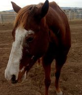 24 years old Thoroughbred. Is Retired & living happily in the pasture , here on the ranch