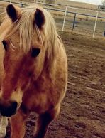 Beautiful buck has bad brain