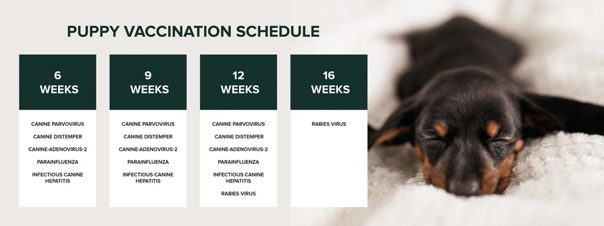 Puppy vaccination schedule