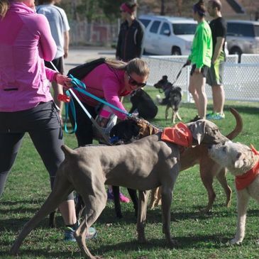 Get involved to help save the lives of homeless pets. Join us at our community events.
