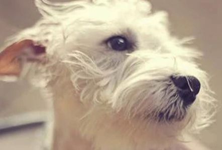 "Whitney." GLBAS' first foster that was adopted in 2012.