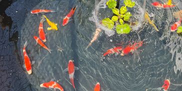 Colorful koi fish swimming in a pond with plants.