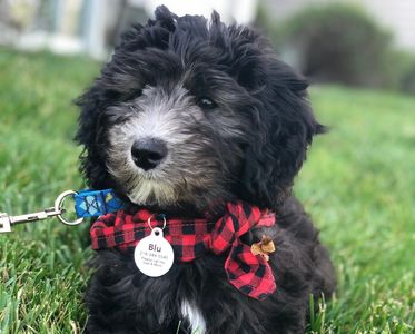 Mini Sheepadoodle puppy