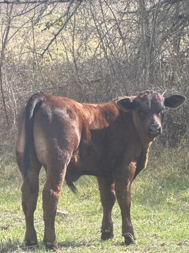 A brown cow standing on grass.