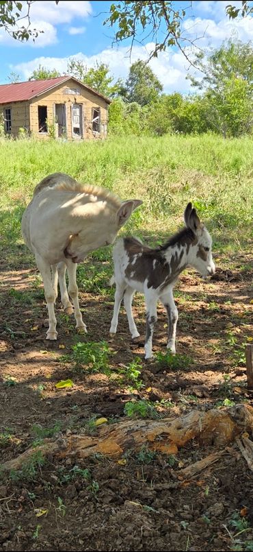 Two donkeys, one grooming the other, in a rural setting.