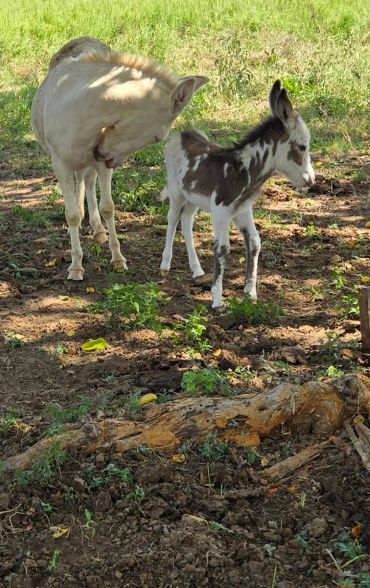 Two donkeys standing in a field.