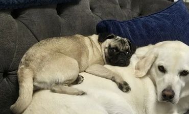 Roxy and Olga during daycare at Dog Moms Inn St. Pete